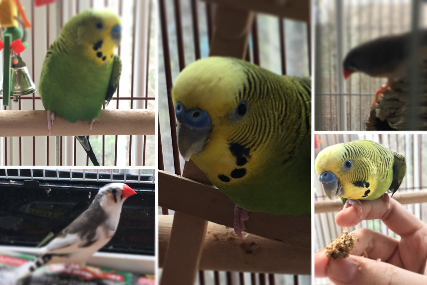 pet birds